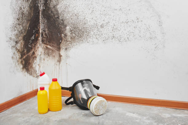 Best Affordable Mold Removal  in Franconia, VA