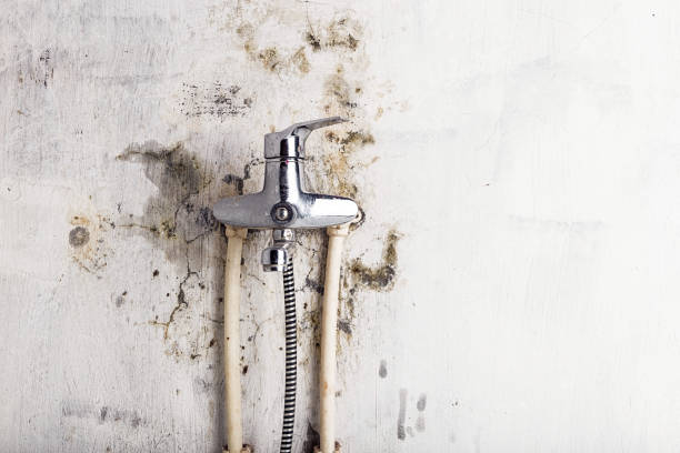 Office Mold Removal Services in Franconia, VA