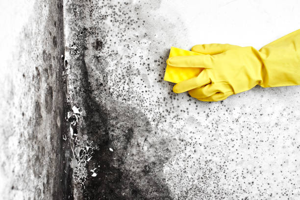 Best Commercial Mold Removal  in Franconia, VA
