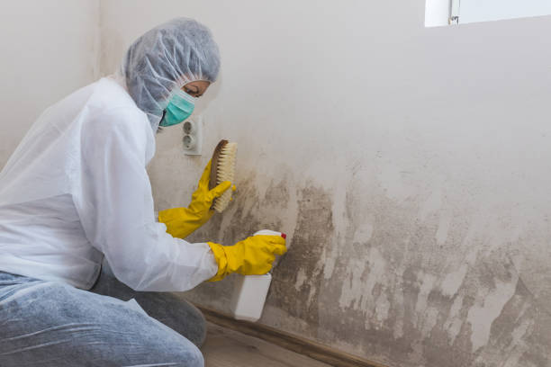 Mold Testing and Removal in Franconia, VA