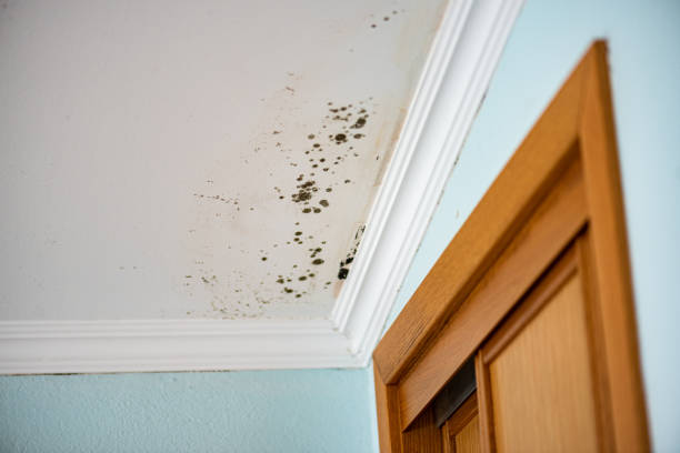 Best Office Mold Removal Services  in Franconia, VA