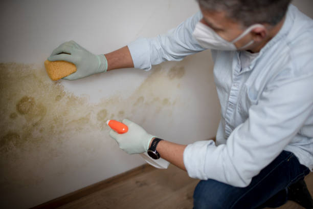 Best Same-Day Mold Removal  in Franconia, VA