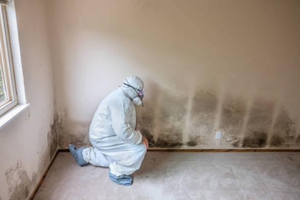 Best Mold Removal Company Near Me  in Franconia, VA