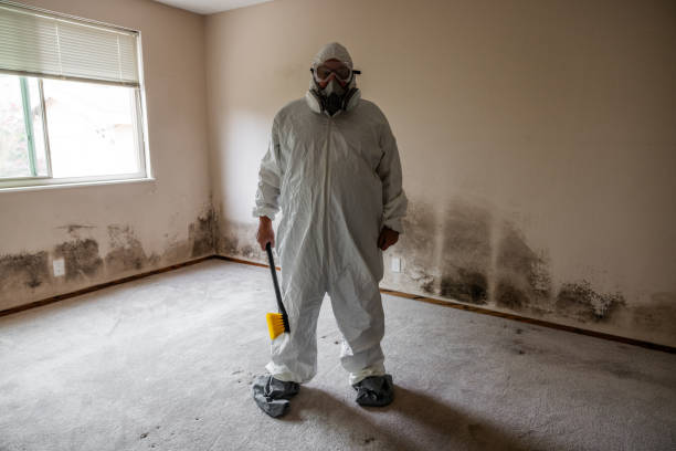Best Mold Remediation  in Franconia, VA