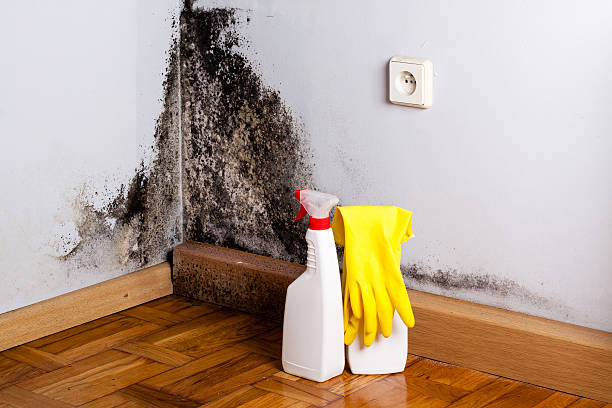 Best Mold Removal Near Me  in Franconia, VA