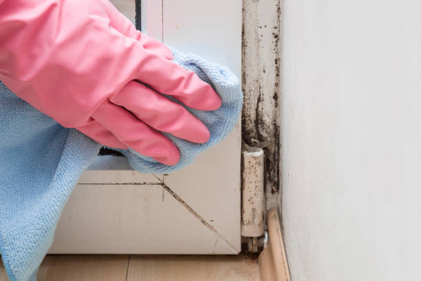 Best Best Mold Removal Companies  in Franconia, VA