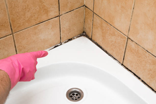 Best Mold Remediation Experts  in Franconia, VA