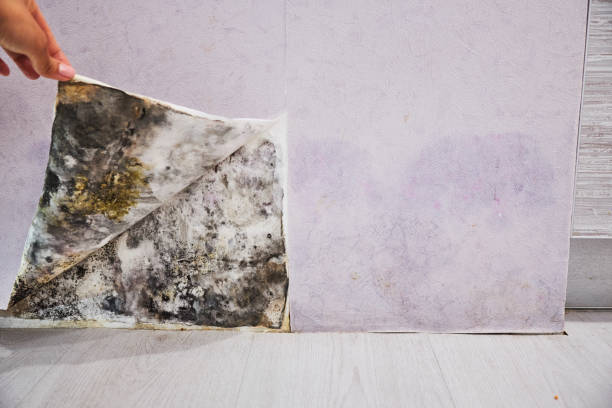 Best Fast Mold Removal  in Franconia, VA